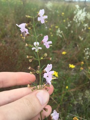 Dicerandra linearifolia