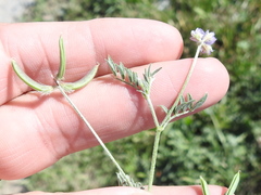 Astragalus nuttallianus austrinus