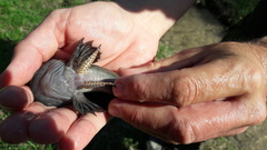 Cottus poecilopus