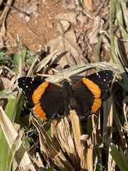 Vanessa dimorphica dimorphica
