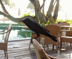 Corvus macrorhynchos culminatus