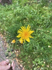 Sonchus palustris