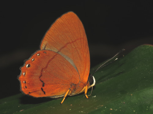 Euselasia euboea