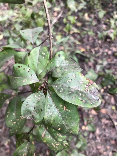 Eastern swampprivet (Forestiera acuminata)