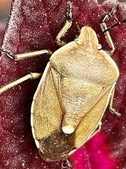 Chlorochroa pinicola