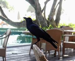 Corvus macrorhynchos culminatus