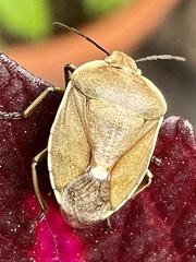 Chlorochroa pinicola