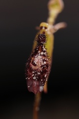 Drakaea livida