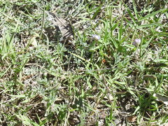 Astragalus nuttallianus austrinus