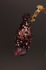 Drakaea livida