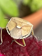 Chlorochroa pinicola