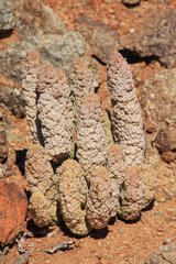 Larryleachia perlata