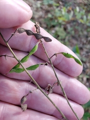 Desmodium canescens