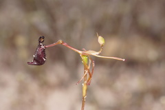 Drakaea gracilis