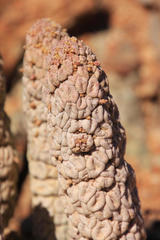 Larryleachia perlata