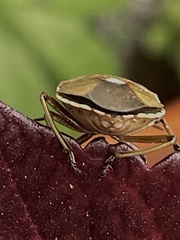 Chlorochroa pinicola