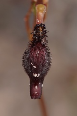 Drakaea gracilis