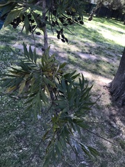 Grevillea robusta