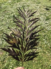 Grevillea robusta