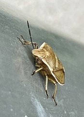 Chlorochroa pinicola