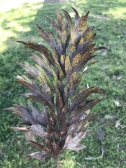 Grevillea robusta