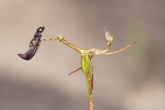 Drakaea livida