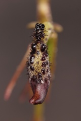 Drakaea livida