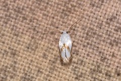 Opostegoides gephyraea