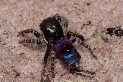 Maratus melindae