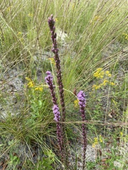 Liatris quadriflora