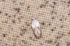 Opostegoides gephyraea