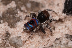 Maratus melindae