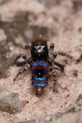 Maratus melindae