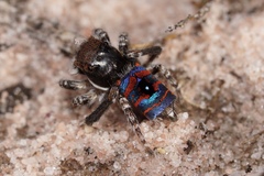Maratus melindae