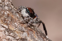 Maratus melindae