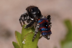 Maratus melindae