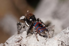 Maratus melindae