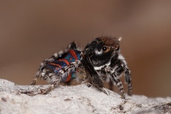 Maratus melindae