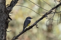 Eopsaltria griseogularis