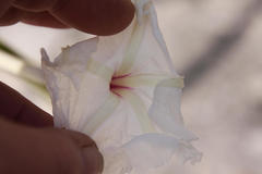 Ipomoea adenioides