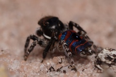 Maratus melindae