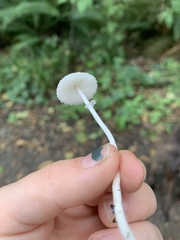 Leucocoprinus brebissonii