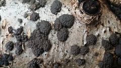 Jackrogersella multiformis image