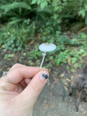 Leucocoprinus brebissonii