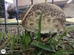 Strobilomyces strobilaceus image