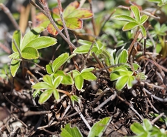 Potentilla alchimilloides