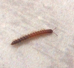 Oxidus gracilis