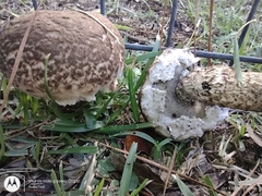Strobilomyces strobilaceus image