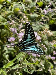 Graphium policenes