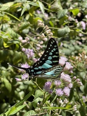Graphium policenes